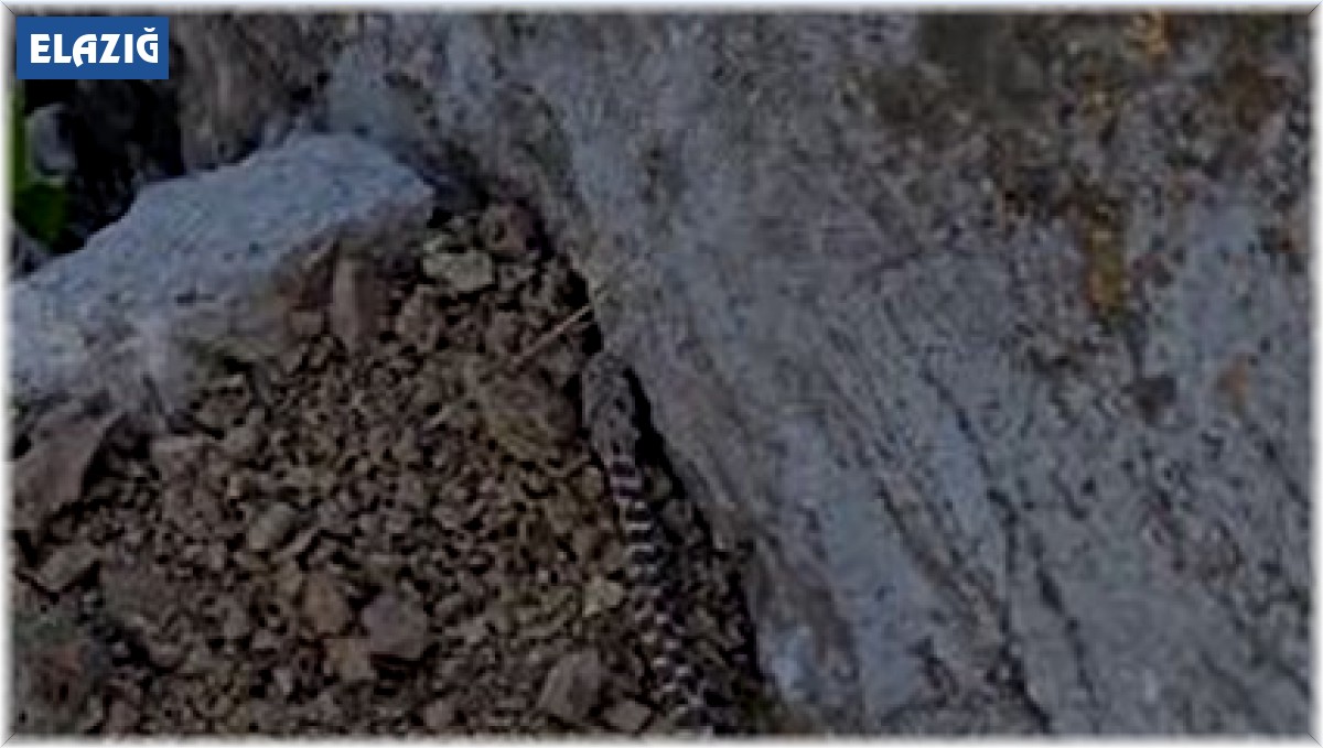 Elazığ'da zehirli kocabaş yılanı görüntülendi