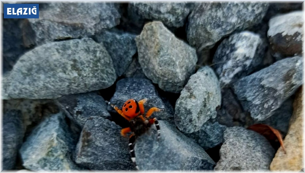 Elazığ'da zehirli uğur böceği görüntülendi