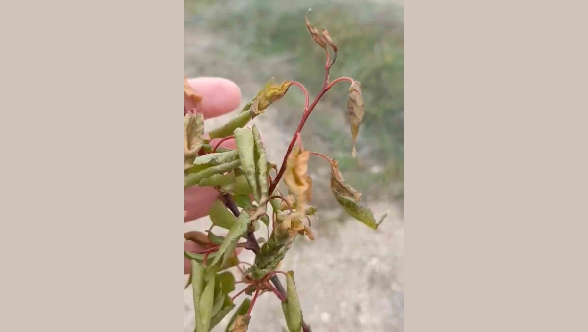 Elazığ'da zirai don tarımsal üretime zarar verdi