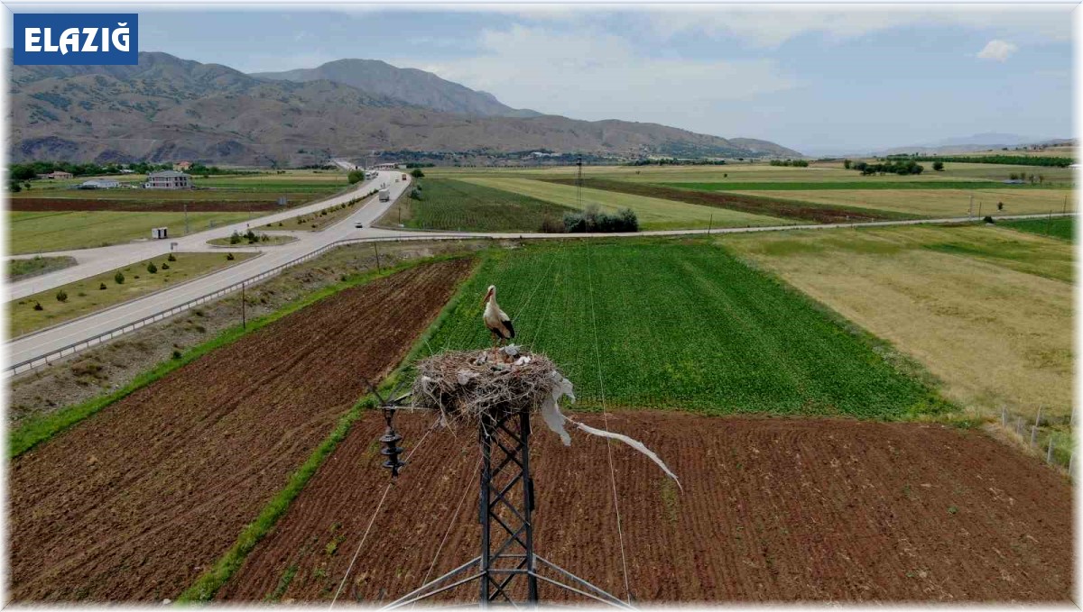 Elazığ'daki köy, 10 leylek yuvasına ev sahipliği yapıyor