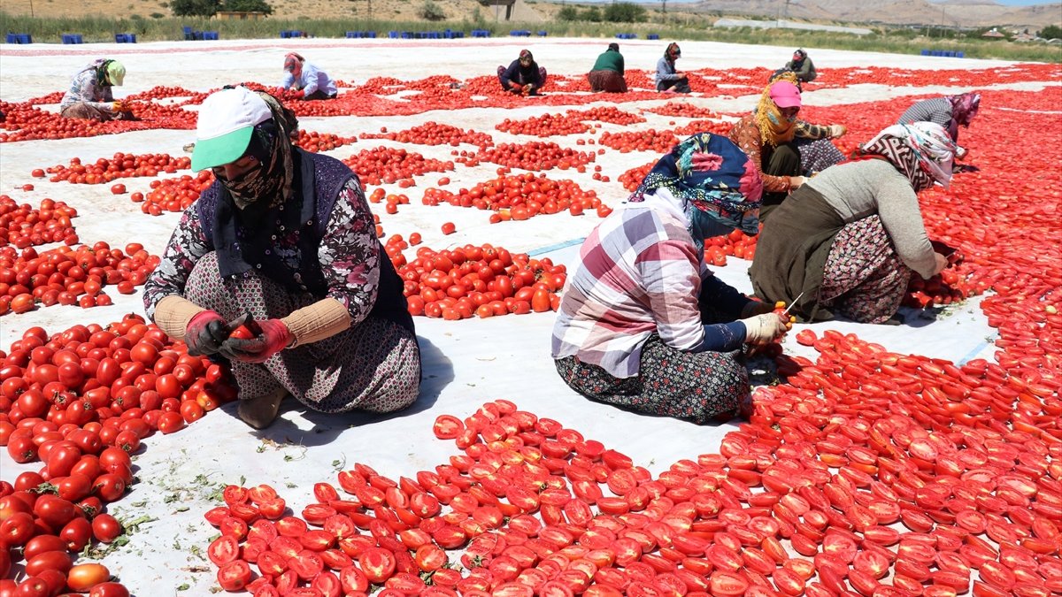 Elazığ'dan 500 ton kurutulmuş domates ihracatı hedefleniyor