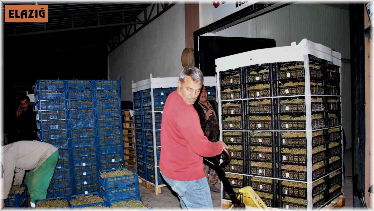 Elazığ'dan 8 ülkeye 3 bin ton üzüm ihracatı