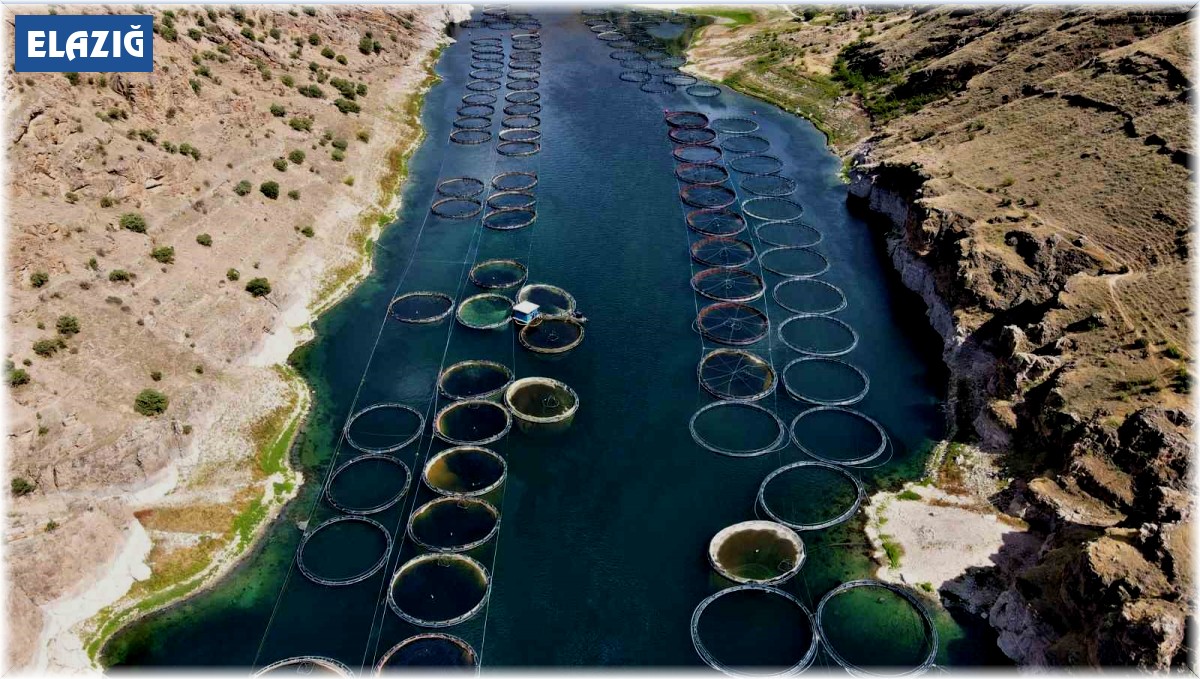 Elazığ'dan dünyaya Türk somonu: İhracat yüzde 100 artarak 60 milyon dolara ulaştı
