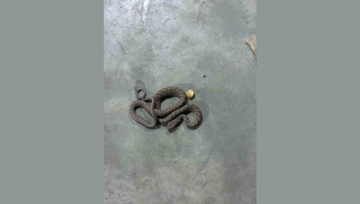 Elazığ Elysium AVM'de görülen zehirli engerek yılanı korkuttu