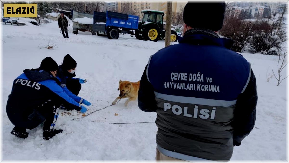 Elazığ HAYDİ ekibi sokak hayvanlarını unutmadı