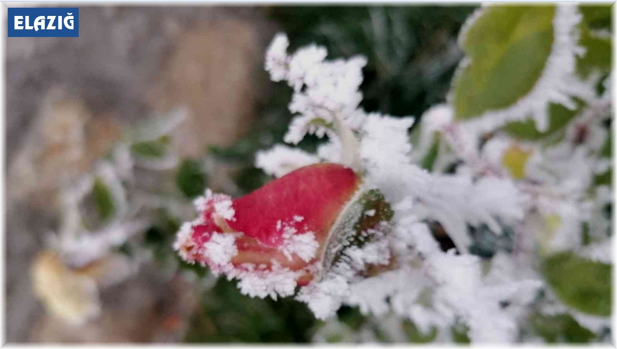 Elazığ'ın bir ilçesinde kırağı ve don etkili oldu