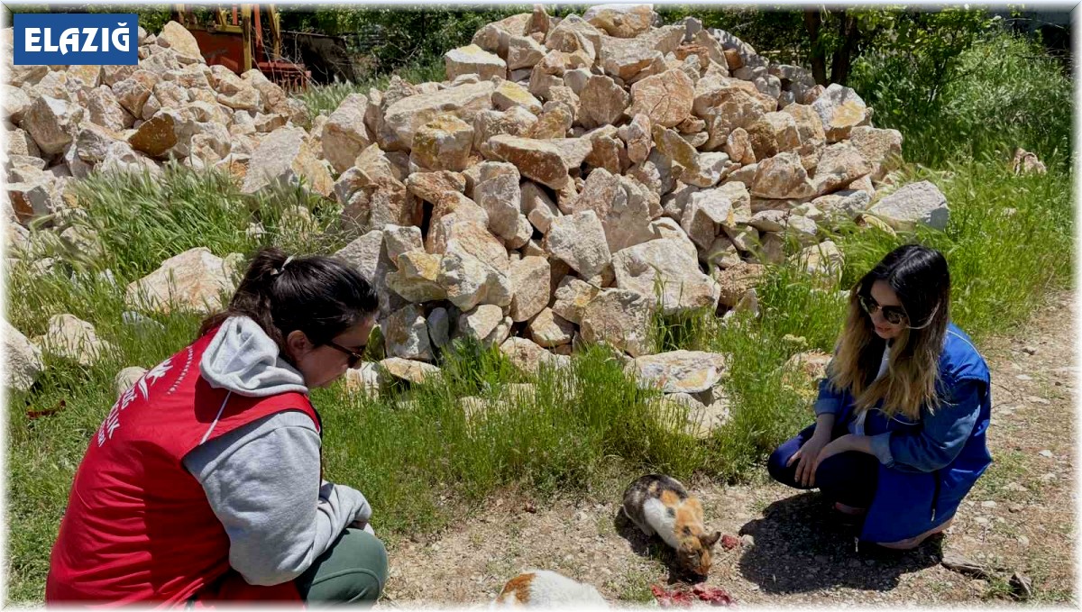 Elazığ'ın genç gönüllülerinden sokak hayvanlarına mama desteği