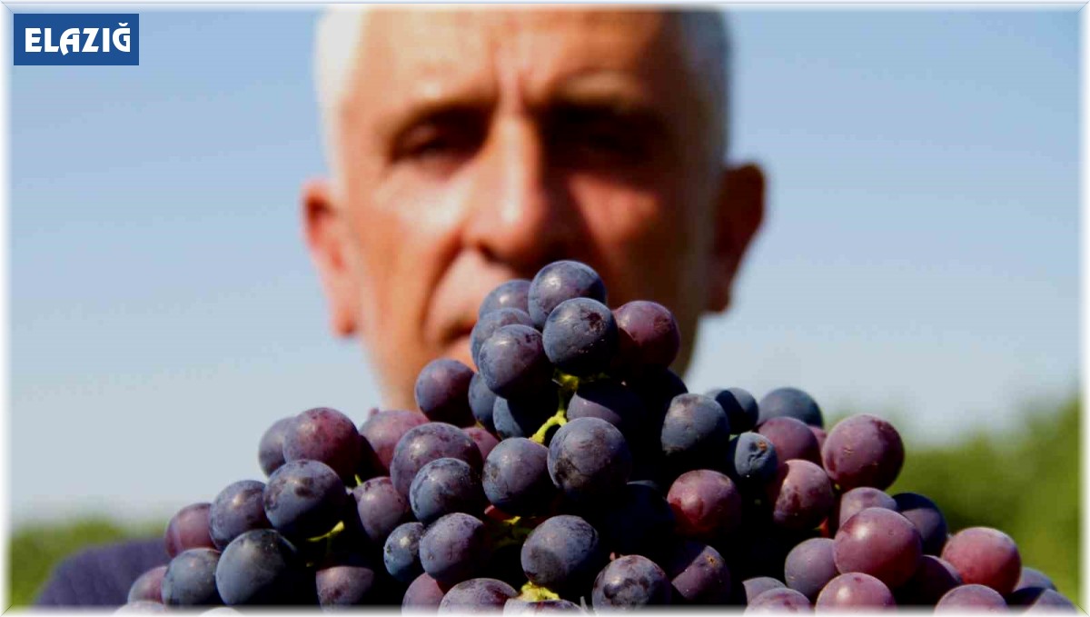 Elazığ'ın 'Hoş üzümü'nün hasadı başladı