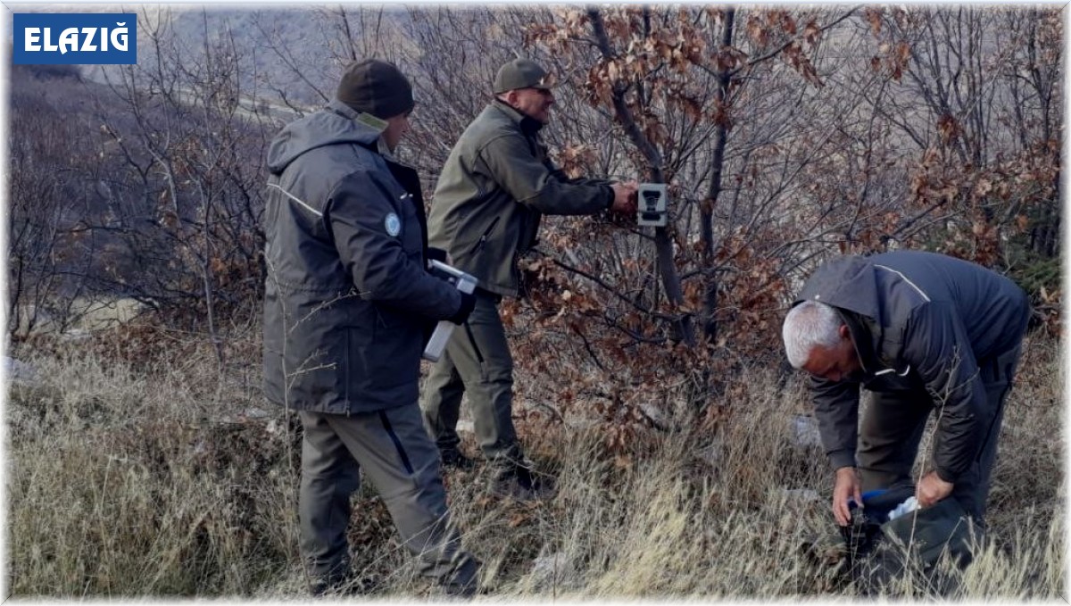 Elazığ'ın yaban hayatı fotokapanlar ile kayıt altına alınıyor
