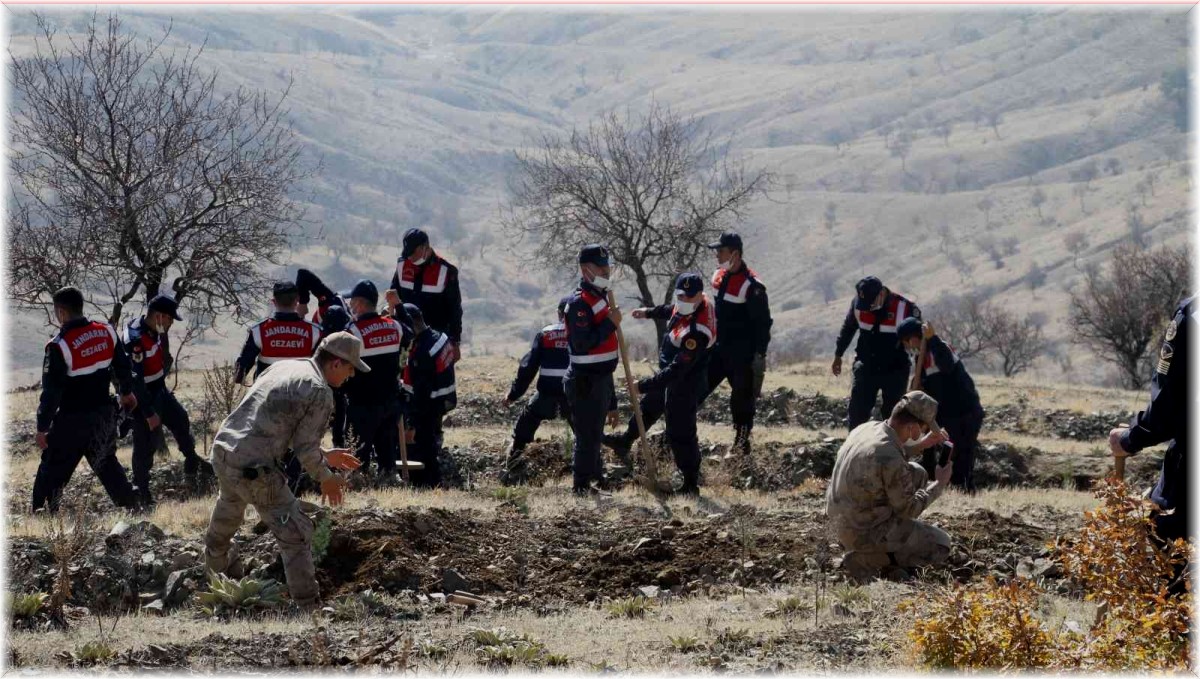 Elazığ Jandarma, Harput Mahallesine 2 bin fidan dikti