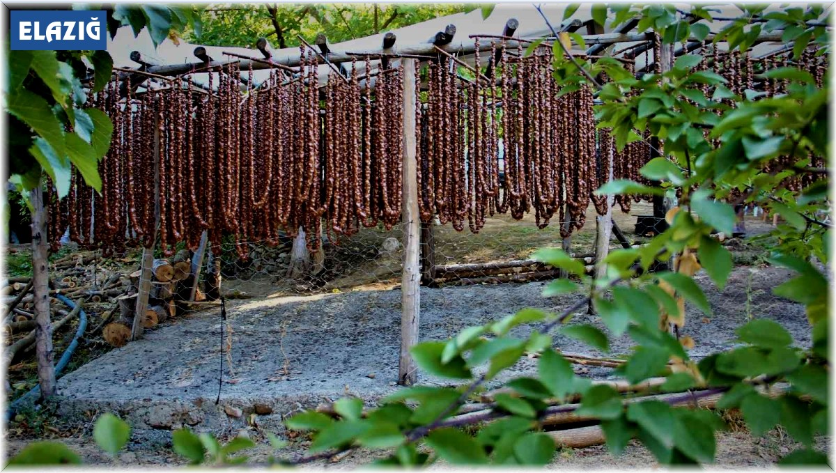 Elazığ orciği Almanya, Hollanda ve Amerika sofralarında