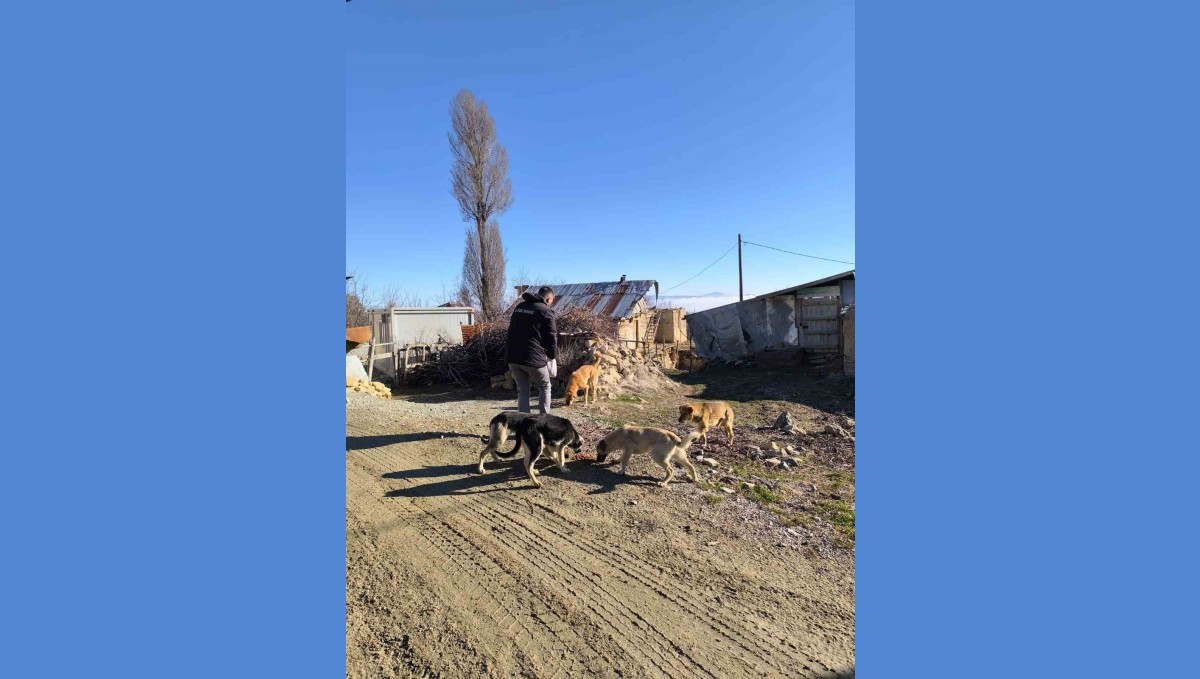 Elazığ Özel İdare ekipleri, sokak hayvanlarını unutmadı