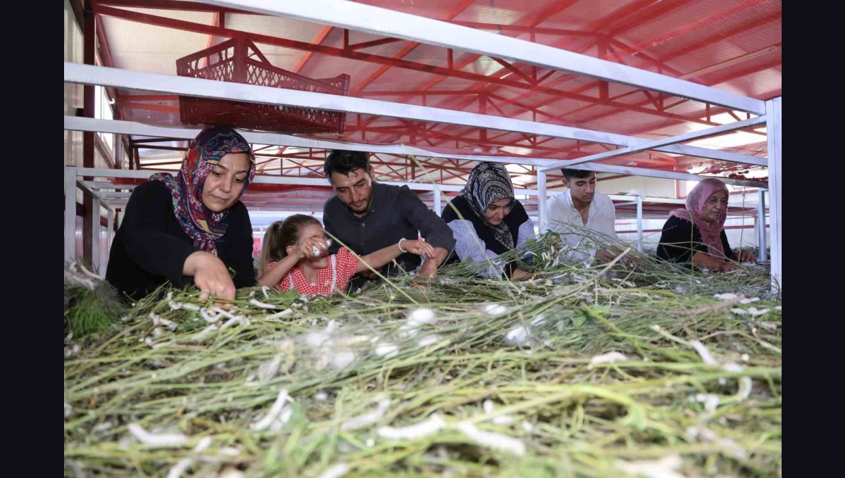 Elazığ tarihinin en büyük ipek böcekçiliği çiftliğini kurdu: Onlarca yeni üreticiye ilham oldu
