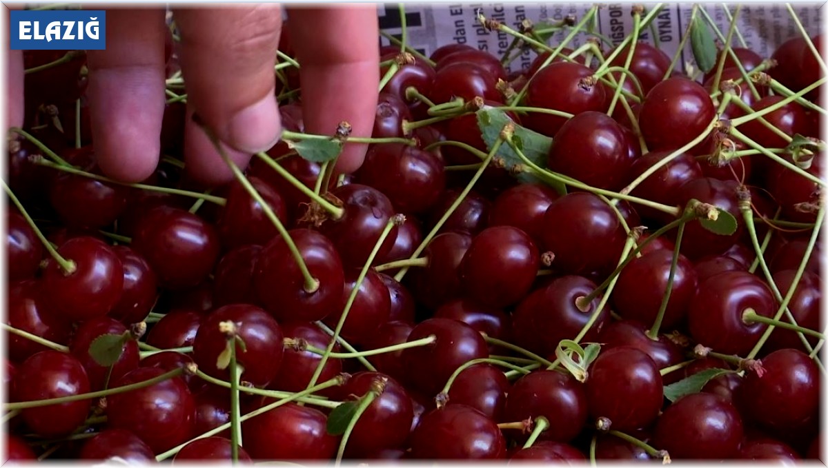 Elazığ vişnesi tescillendi