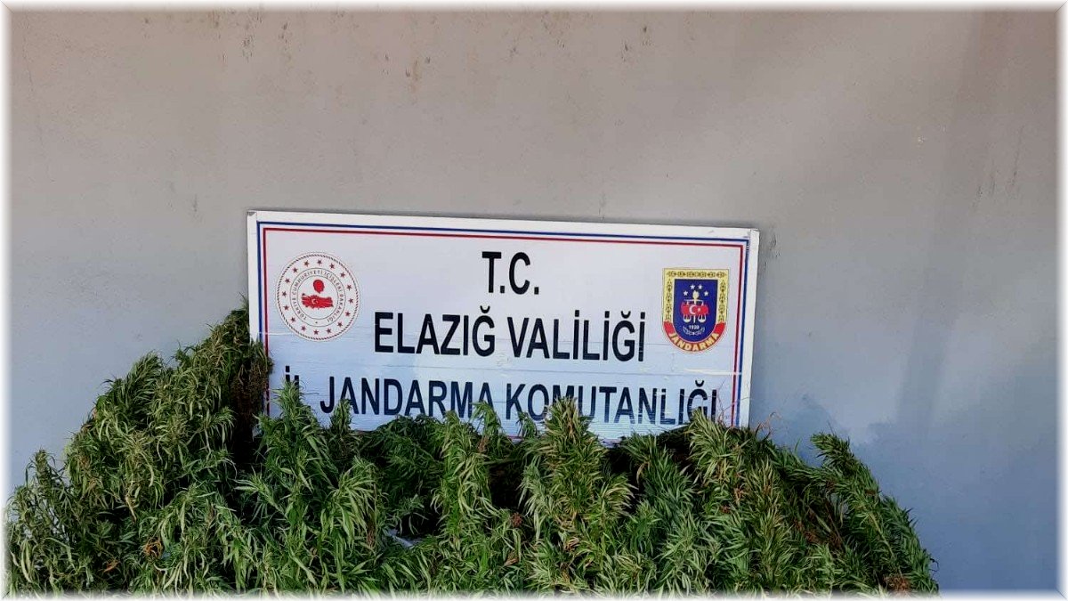 Elazığ’da 110 kök kenevir ele geçirildi
