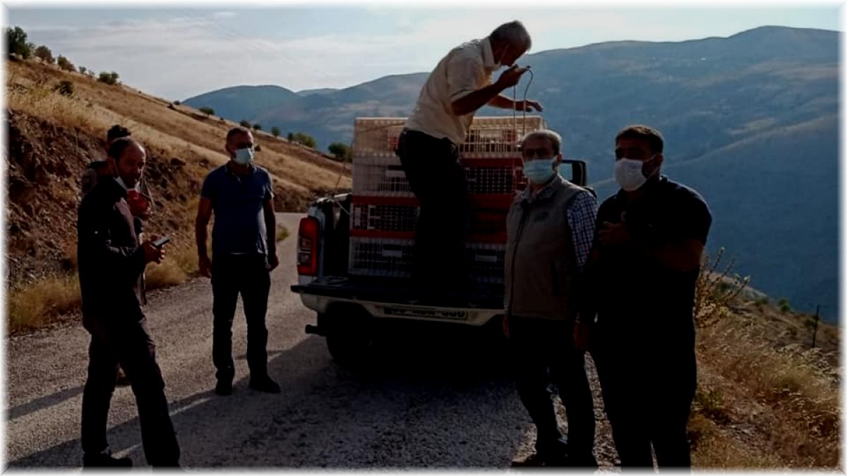 Elazığ’da 850 keklik doğaya salındı