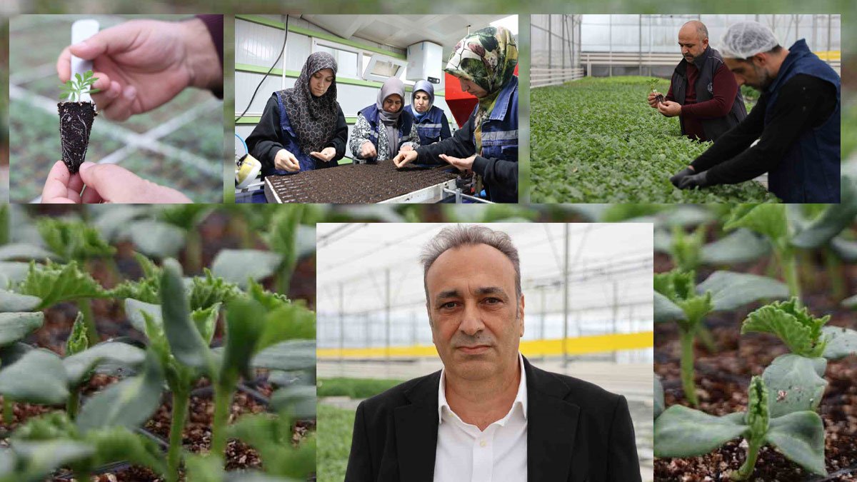 Elazığ’da Cip jeotermal serada üretilen çiçekler kentin dört bir yanını renklendiriyor