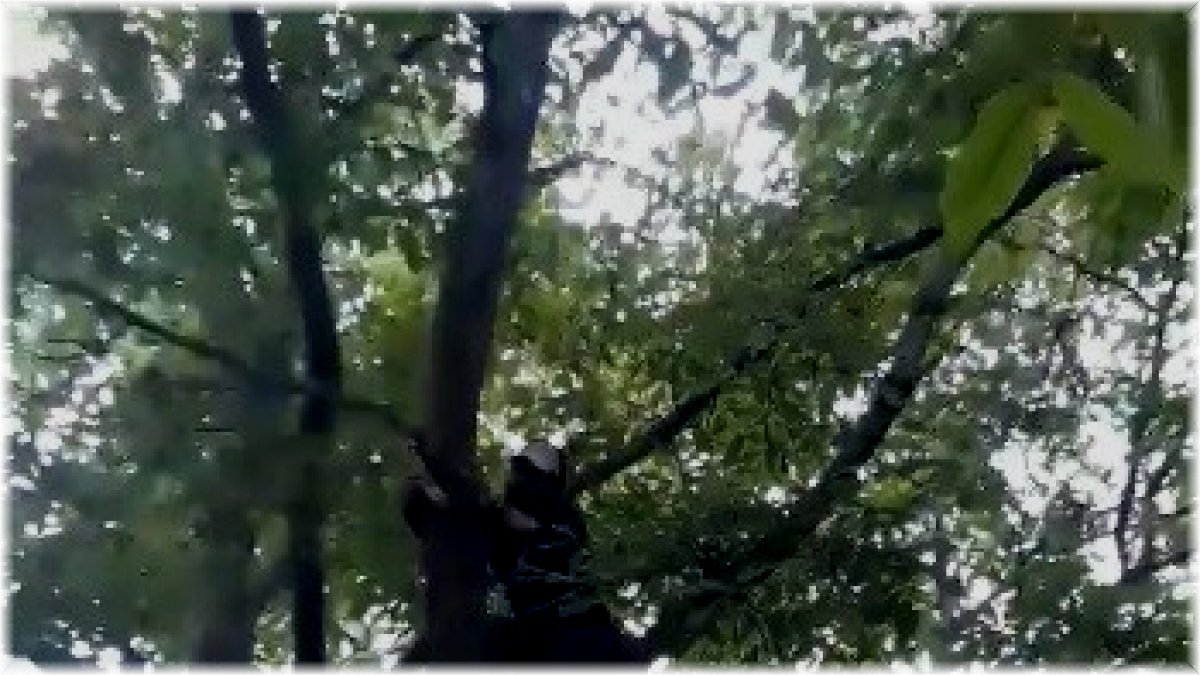 Elazığ’da gülümseten ceviz silkeleme anlatımı