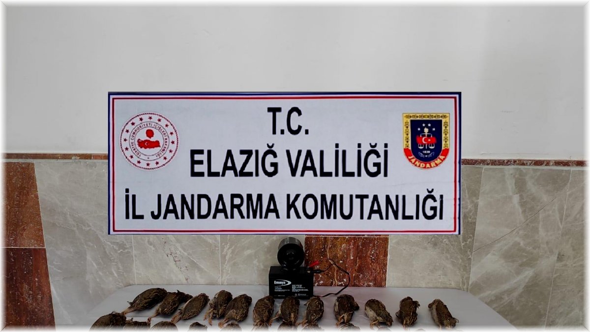 Elazığ’da kaçak bıldırcın avına 8 bin 220 lira ceza