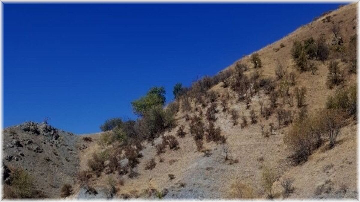 Elazığ’da kaybolan keçiler jandarmanın drone desteği ile bulundu