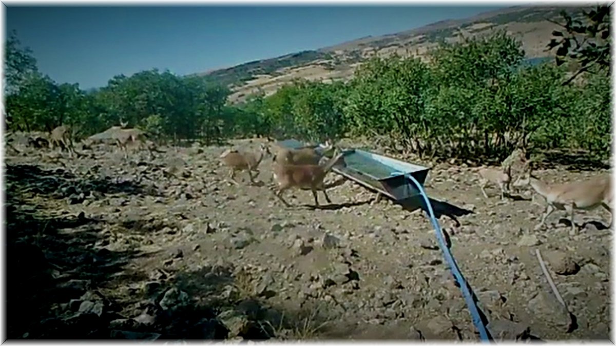 Elazığ’da yaban hayatı fotokapanla görüntülendi