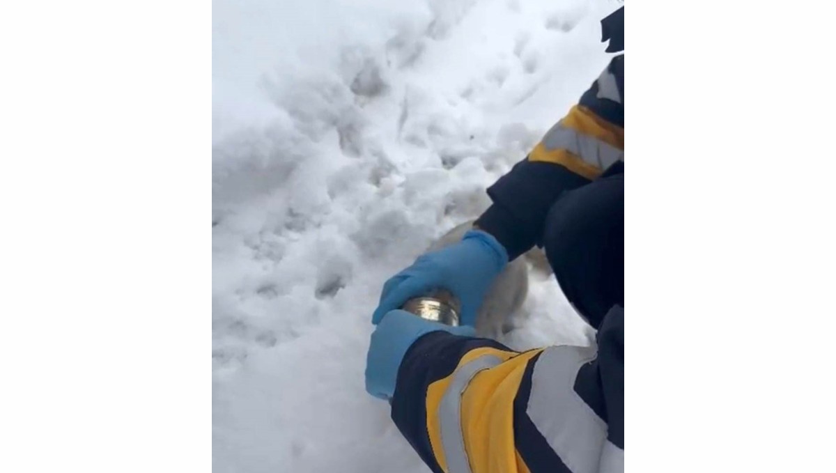 Elazığ’ın Alacakaya ilçesinde başı konserve tenekesine sıkışan kedi kurtarıldı