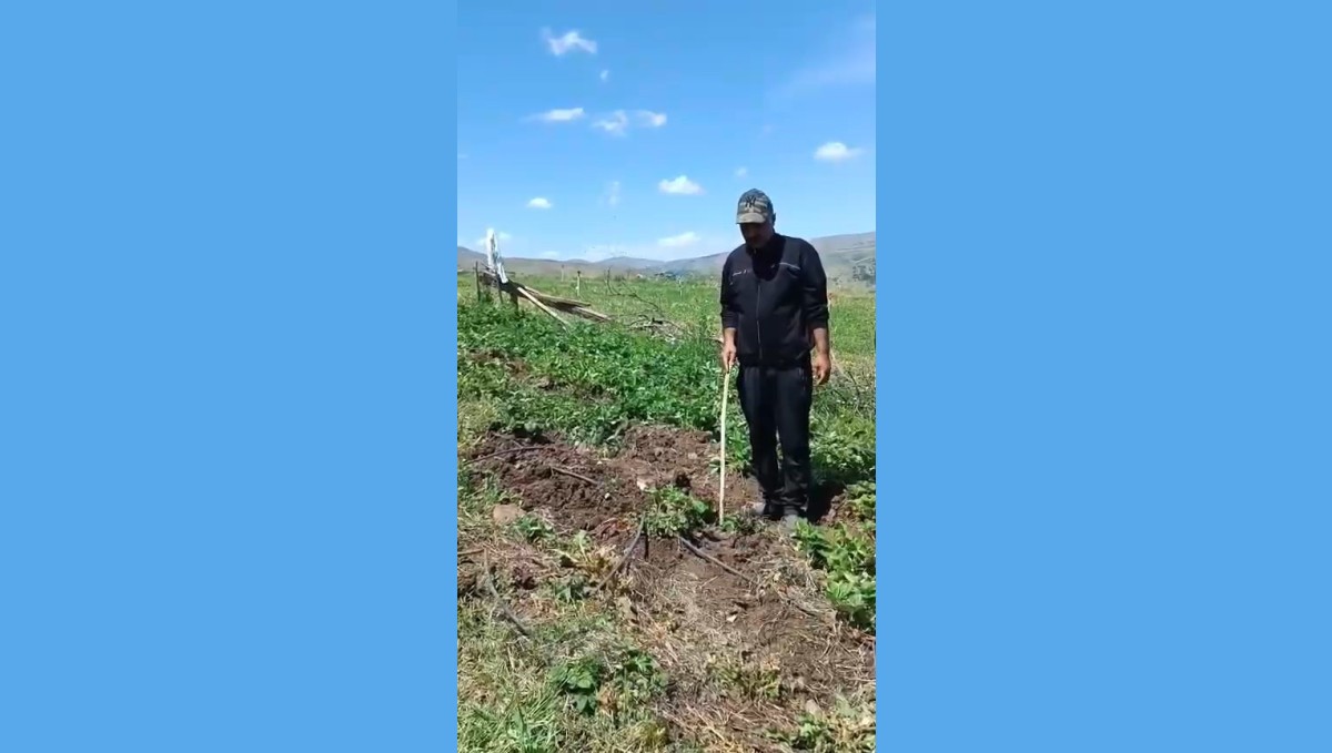 Elazığlı çiftçi, çilek bahçesini talan eden domuzlara sitem etti