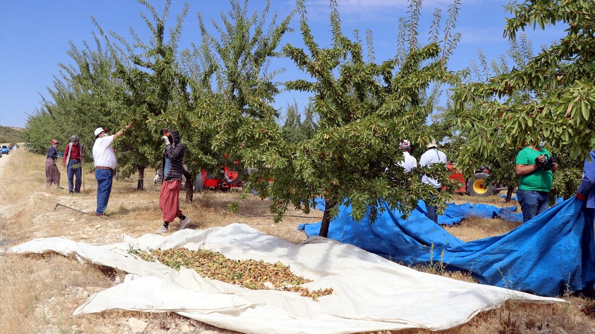 Elazığlı üretici devlet desteğiyle diktiği 37 bin ağaçtan badem hasadına başladı