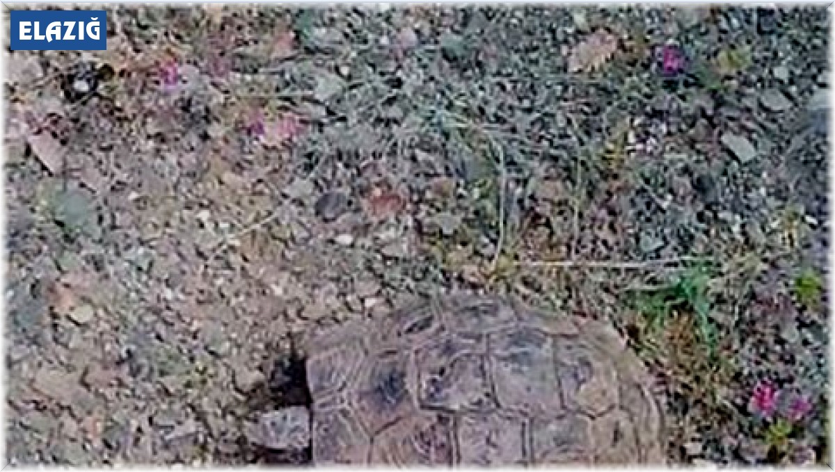 Elazığlı vatandaşın 'kaplumbağa' ile sohbeti gülümsetti