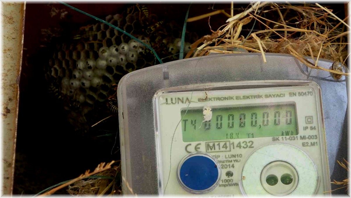 Elektrik arıza ekiplerinin başı arılarla dertte