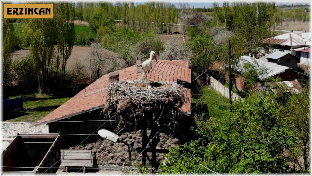 Elektrik direğinin tepesindeki yuva, leylek ailesine yaklaşık 20 yıldır ev sahipliği yapıyor