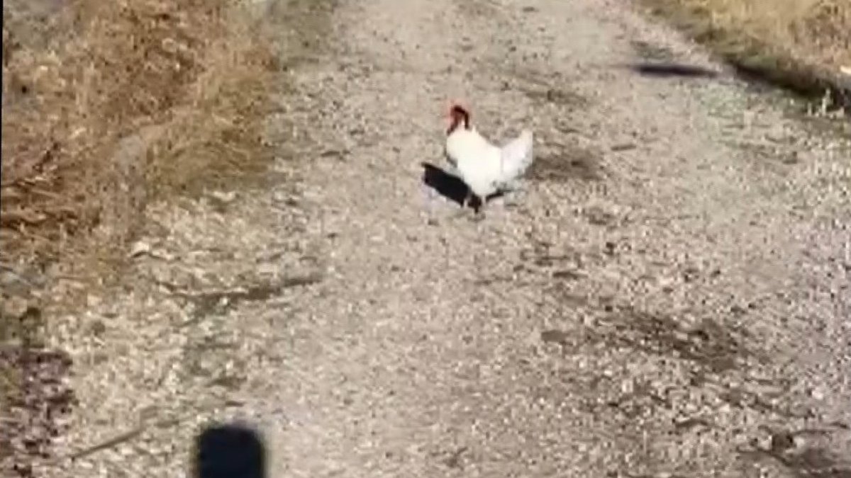Elektrik sayacını okumak için eve yaklaşan personel, horozun saldırısı sonucu neye uğradığını şaşırdı