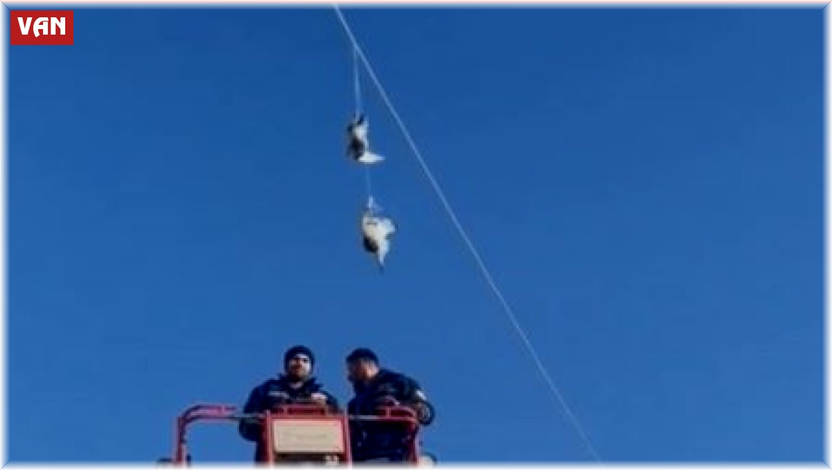 Elektrik tellerinde mahsur kalan güvercinler kurtarıldı