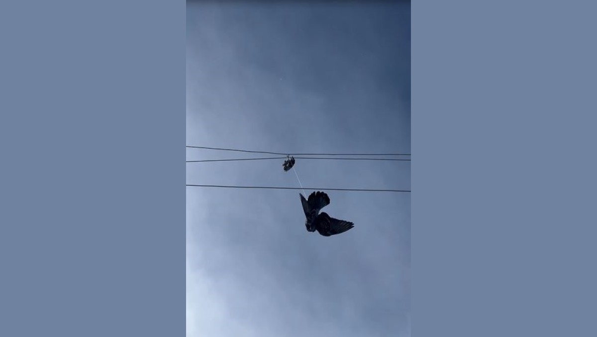 Elektrik tellerine takılan güvercin için seferber oldular
