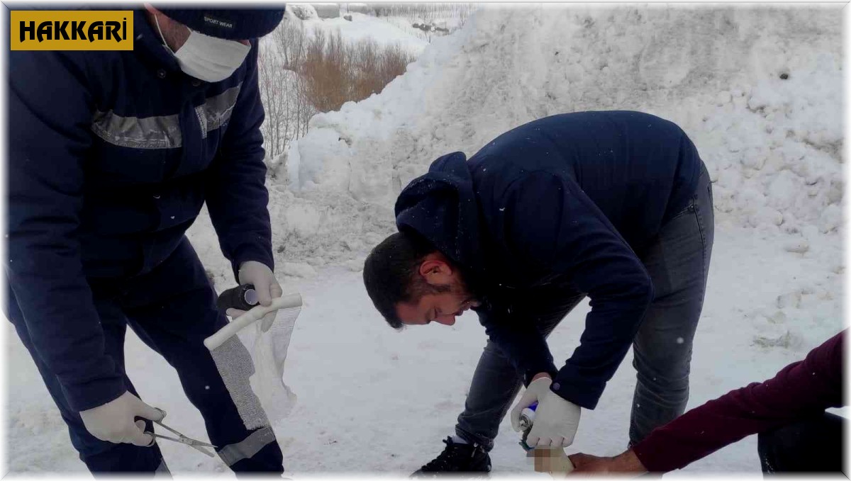 Elektrik telleriyle bağlanarak ölüme terk edilen köpekleri belediye ekipleri kurtardı