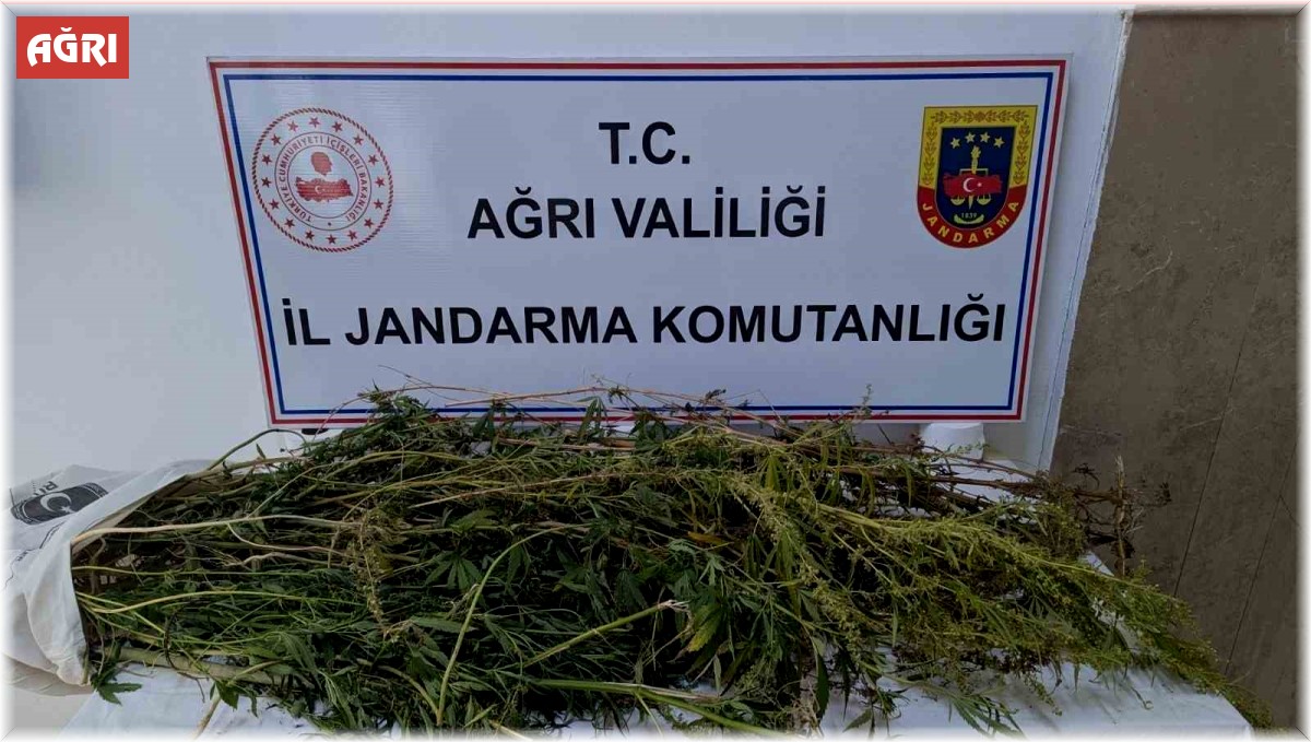 Eleşkirt'te uyuşturucu operasyonu: 90 kök hint keneviri ele geçirildi