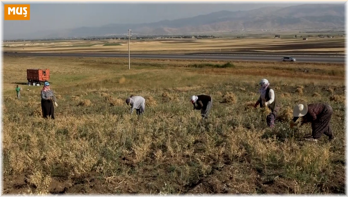 Elle nohut biçen kadınlar aile ekonomisine katkı sağlıyor