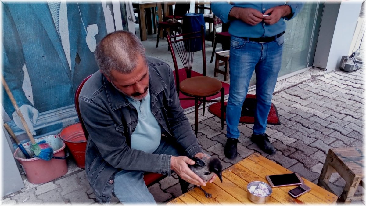 Elleriyle besledikleri karga yanlarından ayrılmıyor