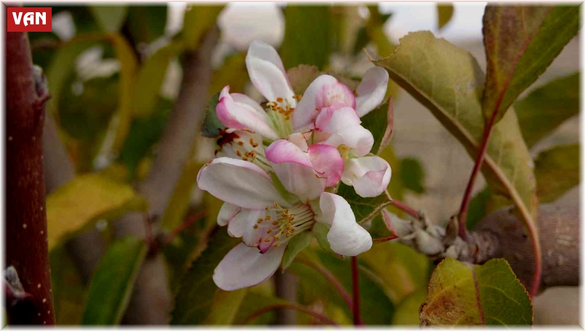 Elma ağacı aralık ayında çiçek açtı