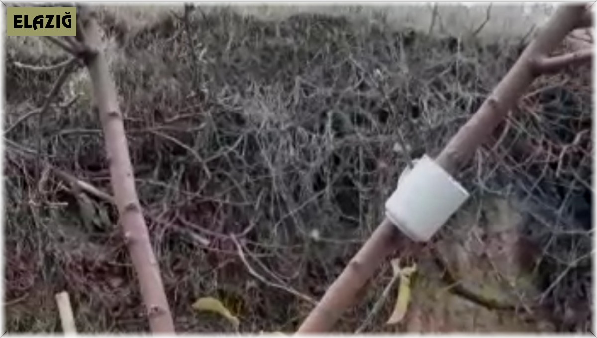 Elma ağacı mevsimleri şaşırdı, kış ayında yaprak açtı