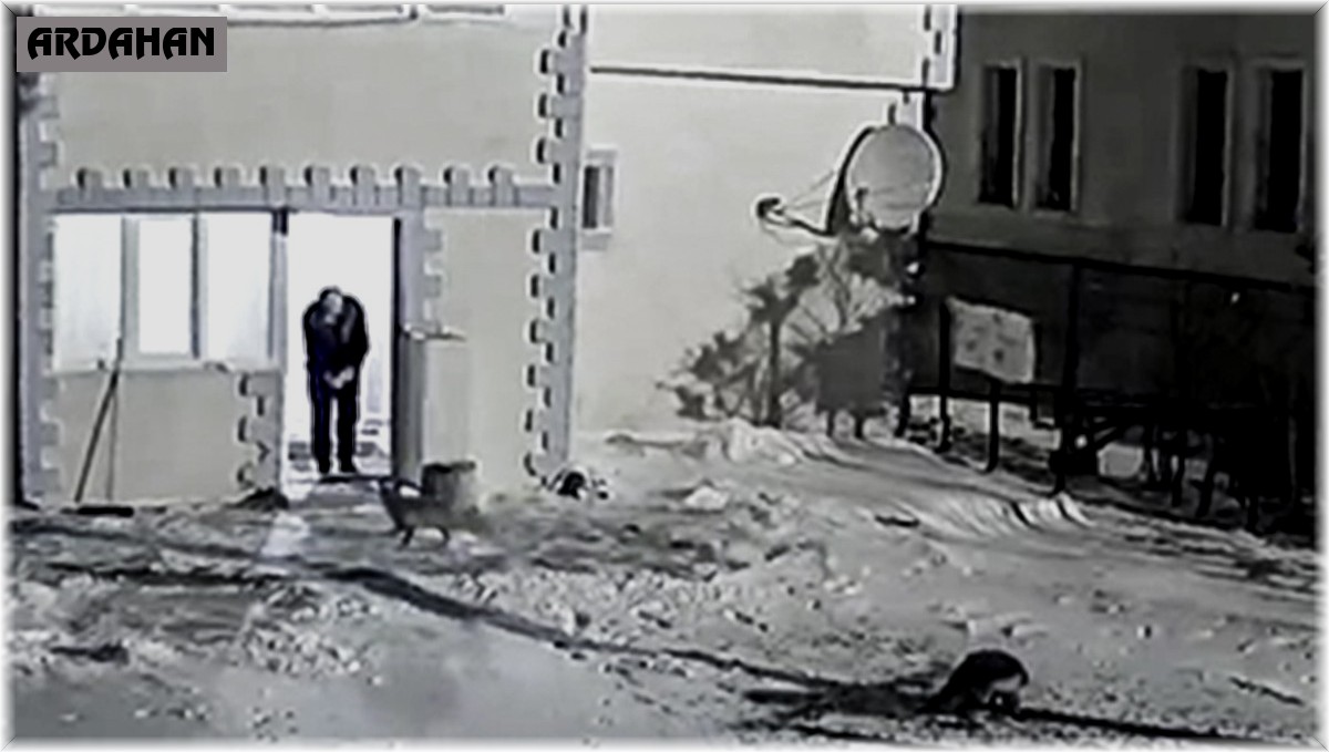 Emniyet bahçesinde yiyecek arayan tilkileri elleriyle besliyor