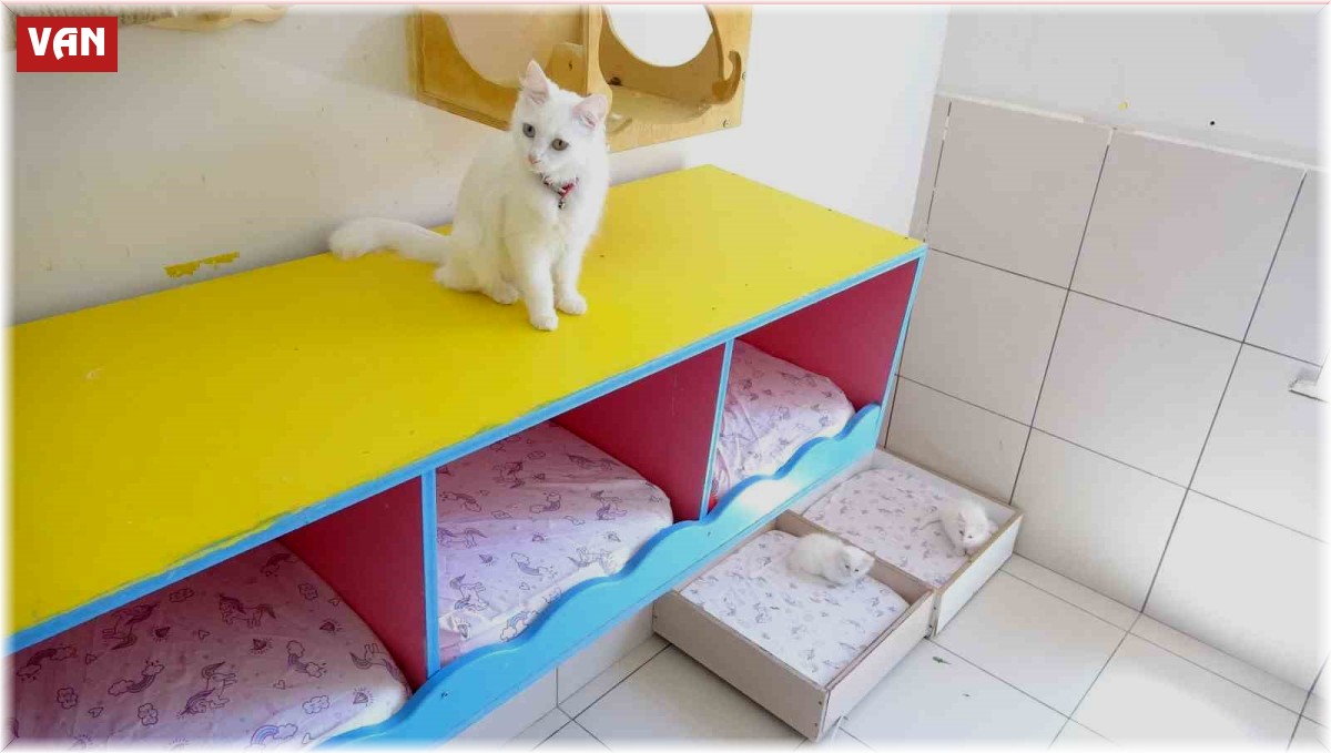 En güzel Van kedisi bu yıl 4 yavru daha doğurdu