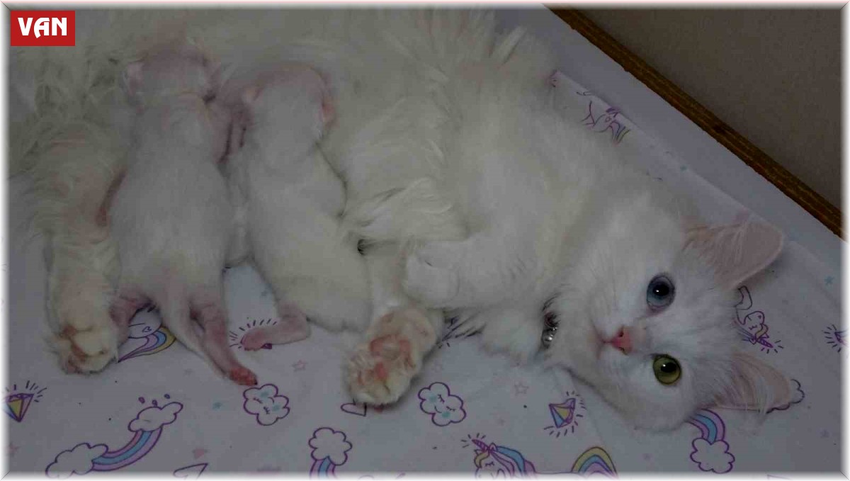 En güzel Van kedisi 'Mia' üçüncü kez anne oldu