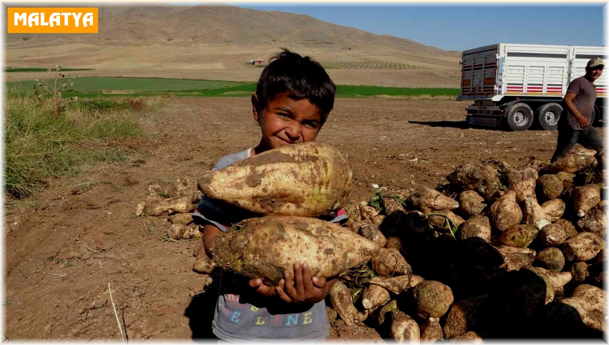 En tatlı hasat yüzleri güldürdü