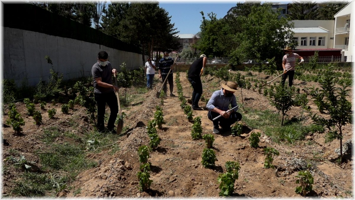Endemik Erciş üzümü gelecek nesiller için toprakla buluşturuldu