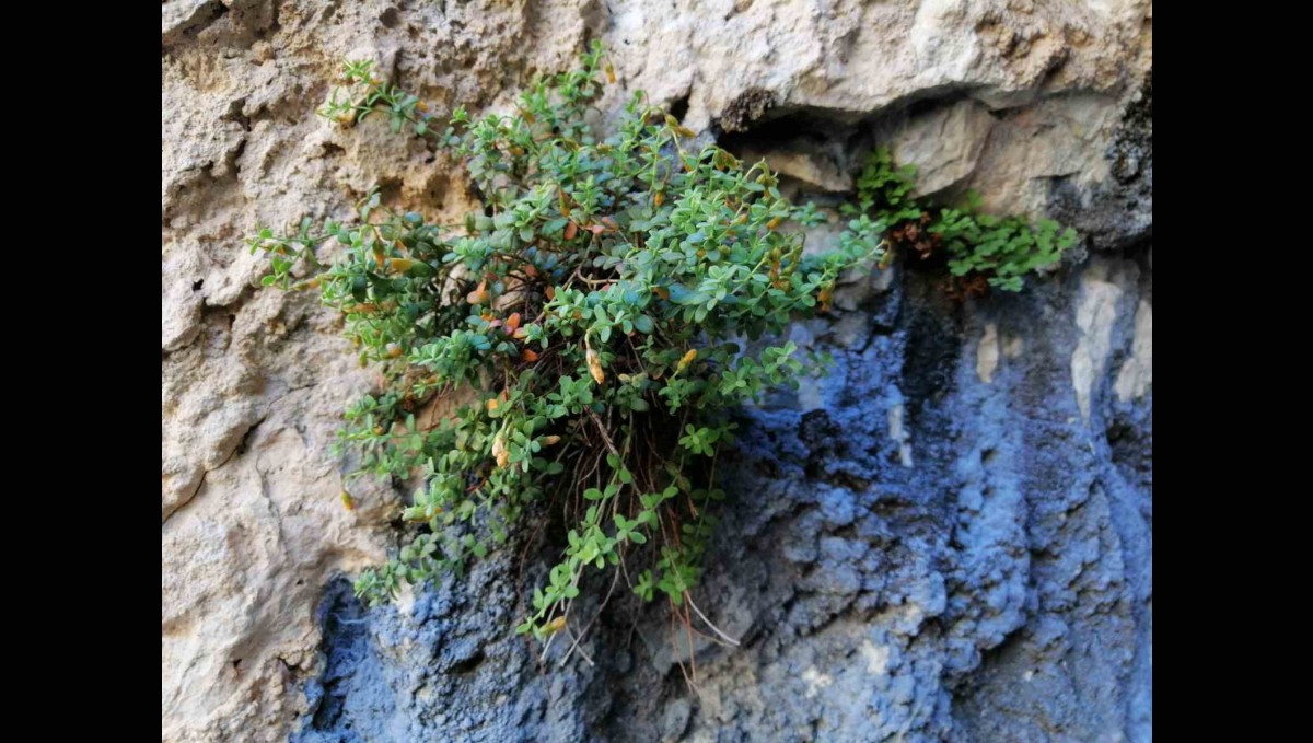 Endemik Malatya kantaronu, kimyasal olarak sarı kantarondan daha zengin çıktı