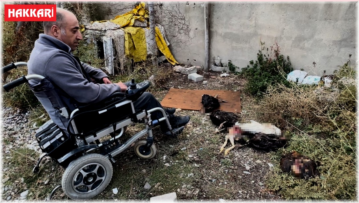 Engelli vatandaşın kümesine giren köpekler 10 tavuğu telef etti