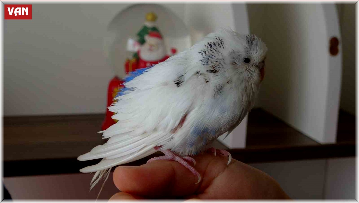 Enkaz altında çıkarılan kuş Van'da tedavi edildi