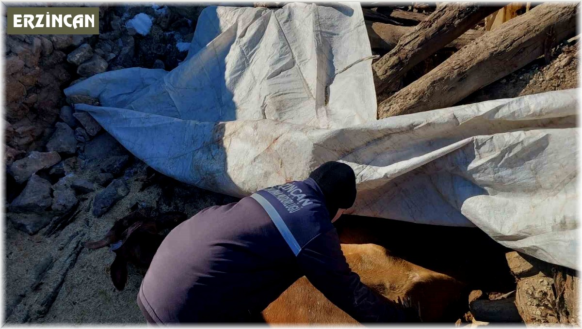 Enkazda ayakları sıkışan büyükbaş hayvan kurtarıldı