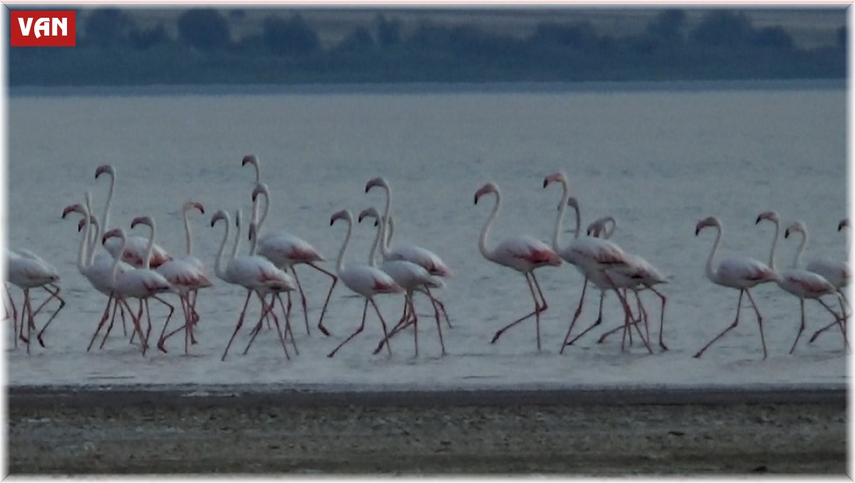 Erçek Gölü flamingoların gelişiyle renklendi